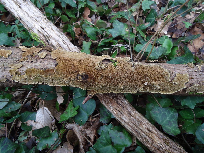 Gommoso ... (Datronia mollis)